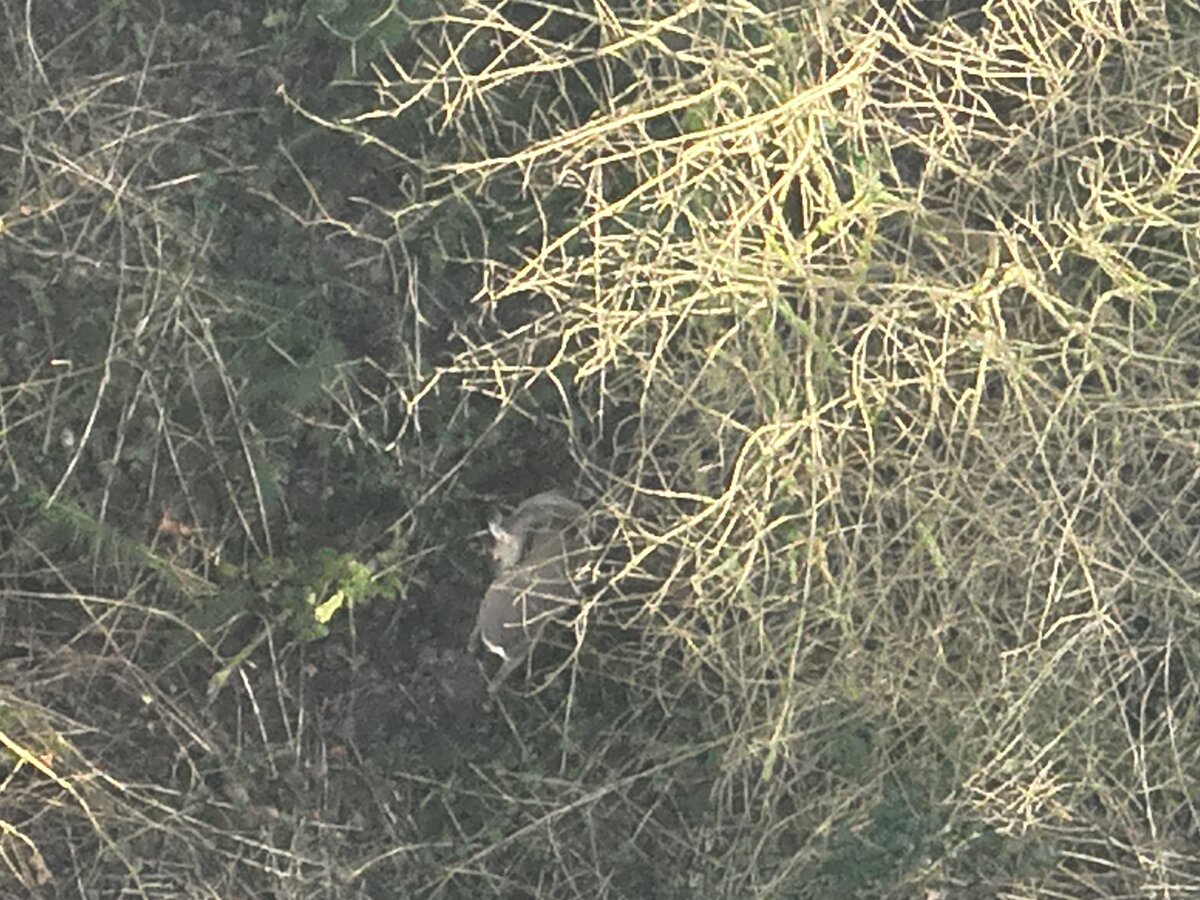 Recensement animalier par drone - Vue aérienne spectre visible